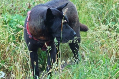 lions-club-bingen-darss-reise-juni-2012-023