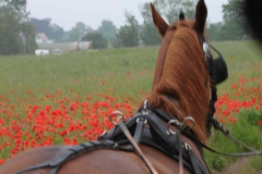 lions-club-bingen-darss-reise-juni-2012-029