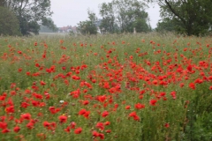 lions-club-bingen-darss-reise-juni-2012-030