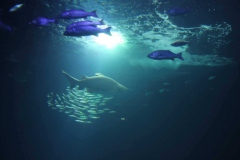 lions-club-bingen-darss-reise-juni-2012-184