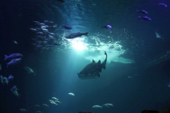 lions-club-bingen-darss-reise-juni-2012-192