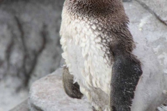 lions-club-bingen-darss-reise-juni-2012-212