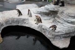 lions-club-bingen-darss-reise-juni-2012-213